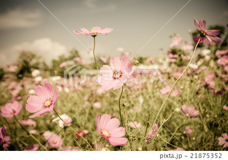 Vintage cosmos flower. 21875352