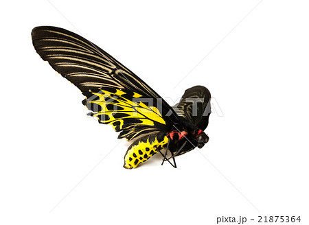 Butterflys staff. Butterflys staff. 21875364