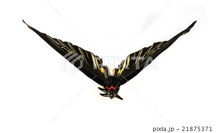 Butterflys staff. 21875371