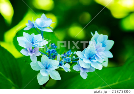 青い淡いアジサイ 紫陽花 あじさいの花の写真素材