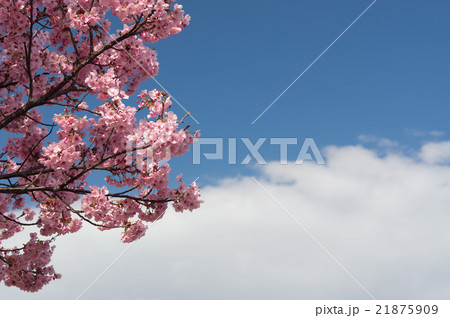 満開の桜(陽光)と、青空を二分する白い雲 21875909