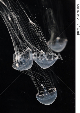 ギヤマンクラゲ 21876409