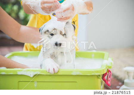 Blue eyes siberian husky  puppy taking a Bath Blue eyes siberian husky  puppy taking a Bath 21876515