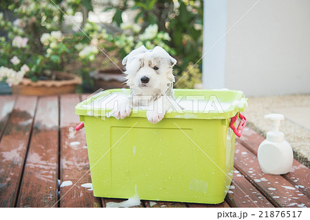 Blue eyes siberian husky  puppy taking a Bath Blue eyes siberian husky  puppy taking a Bath 21876517
