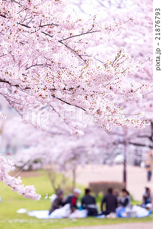 お花見　宴会　サクラ　桜　さくら　染井吉野　ソメイヨシノ　そめいよしの　コピースペース　文字スペース 21876793