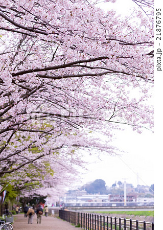 お花見　宴会　サクラ　桜　さくら　染井吉野　ソメイヨシノ　そめいよしの　コピースペース　文字スペース 21876795