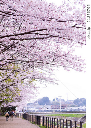 お花見　宴会　サクラ　桜　さくら　染井吉野　ソメイヨシノ　そめいよしの　コピースペース　文字スペース 21876796