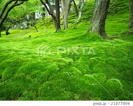 苔のじゅうたん⑥ 21877009