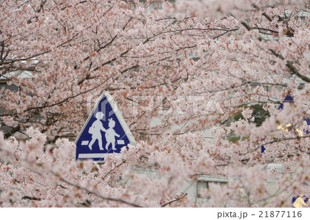 横断歩道（桜に囲まれたこどもたち） 21877116