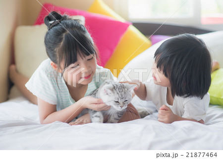 children playing with american shorthair cat children playing with american shorthair cat 21877464
