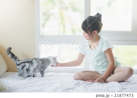 asian girl playing with american shorthair cat asian girl playing with american shorthair cat 21877473