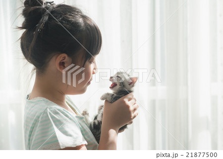 asian girl playing with american shorthair cat 21877500