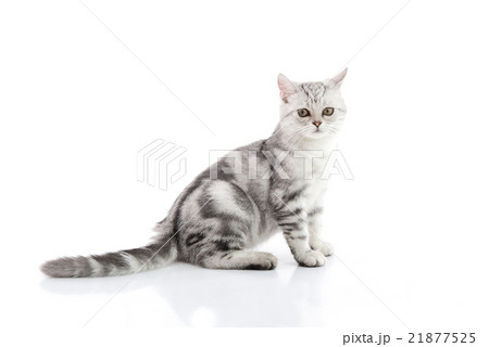 Cute tabby kitten lying on white background 21877525