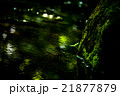 生命力 21877879