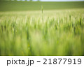 麦畑 21877919