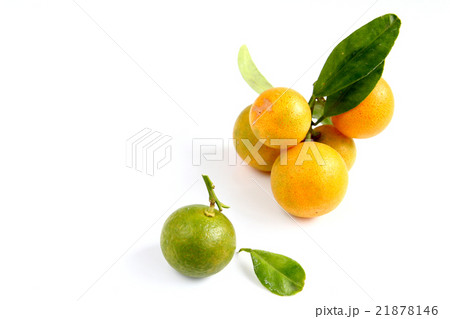 Kumquat on white background 21878146