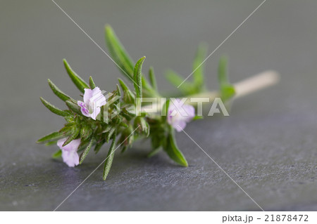 Blooming savory Blooming savory 21878472