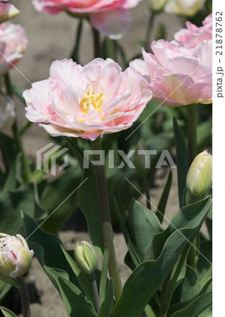 チューリップ　アンジェリケ 21878762