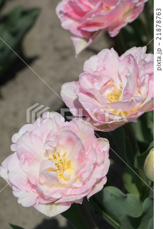 チューリップ アンジェリケ チューリップ アンジェリケ 21878763