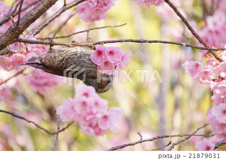 ヒヨドリ 21879031