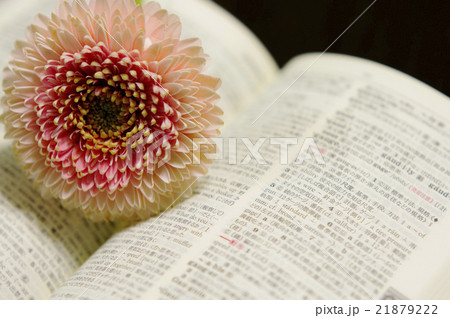 ガーベラ ガーベラ 21879222