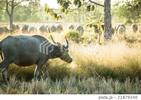Thai Buffalo, Life' Machine of Farmer. 21879340