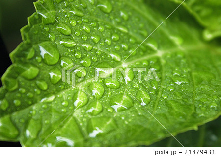 雨に濡れたアジサイの葉っぱの写真素材