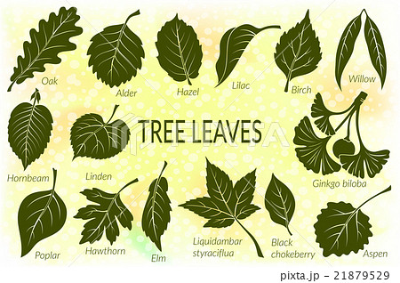 Leaves of Plants Pictogram Set 21879529