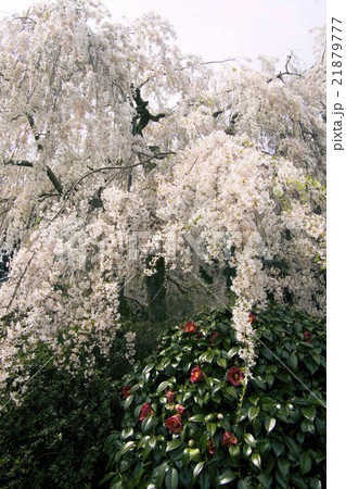 さくら 21879777