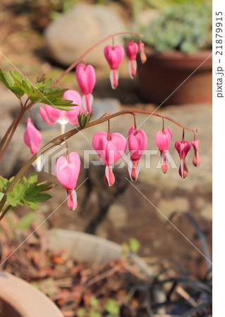 ケマンソウ ケマンソウ 21879915