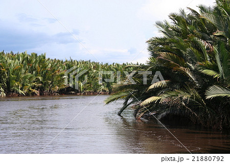 ニッパヤシ 21880792