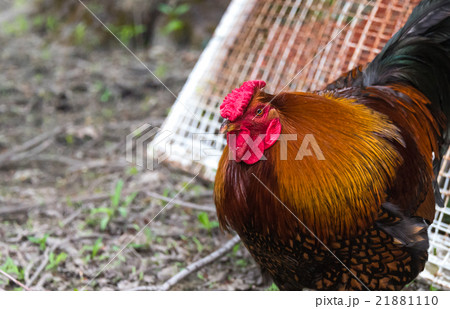 Large, Rhode Island Red rooster. Large, Rhode Island Red rooster. 21881110