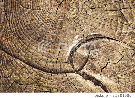 growth rings sawing tree stump 21881680