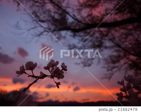 桜と夕焼け 桜と夕焼け 21882478