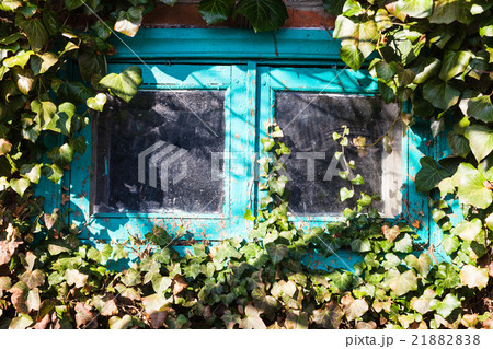 little glass window surrounded by ivy 21882838