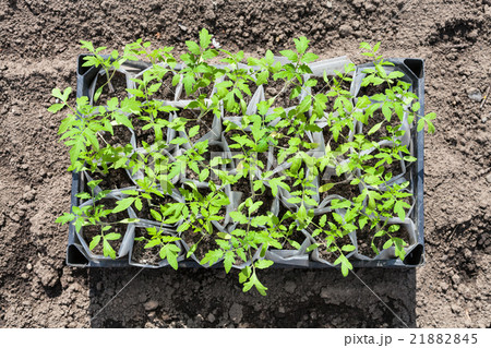 top view of box with young shoots of tomato plant 21882845