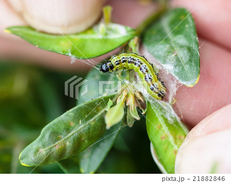 larva of insect pest in boxwood leaves 21882846