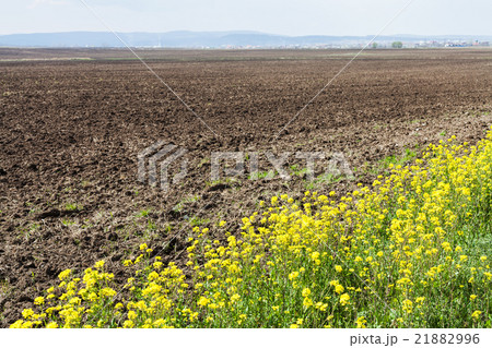 plowed field and yellow flowers of rapeseed plowed field and yellow flowers of rapeseed 21882996
