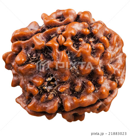 Rudraksha tree seed isolated on white Rudraksha tree seed isolated on white 21883023
