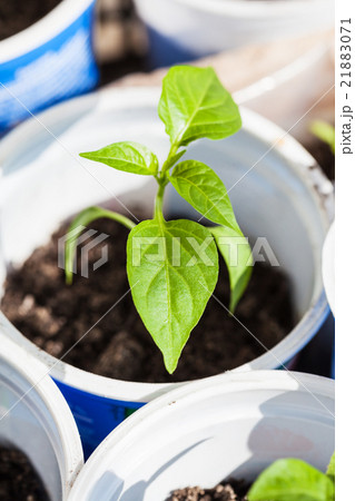 green sprout of bell pepper plant in plastic tube green sprout of bell pepper plant in plastic tube 21883071