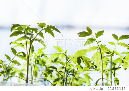 many shoots of tomato plant many shoots of tomato plant 21883155