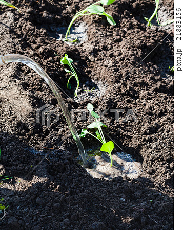 watering of cabbage young shoots in garden watering of cabbage young shoots in garden 21883156