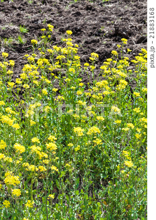 yellow flowers of canola yellow flowers of canola 21883168
