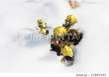 雪と福寿草 21883345