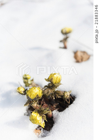 雪と福寿草 雪と福寿草 21883346