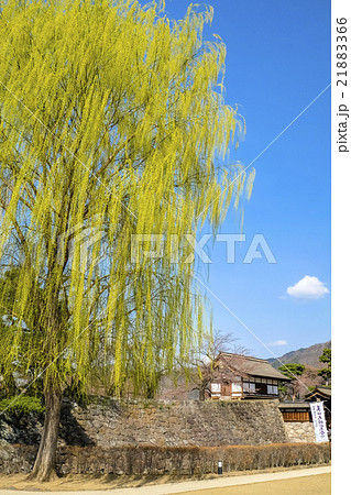 大柳と松代城址(縦) 大柳と松代城址(縦) 21883366