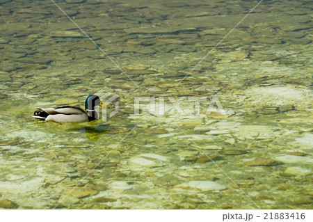 阿寒湖　（阿寒町） 21883416
