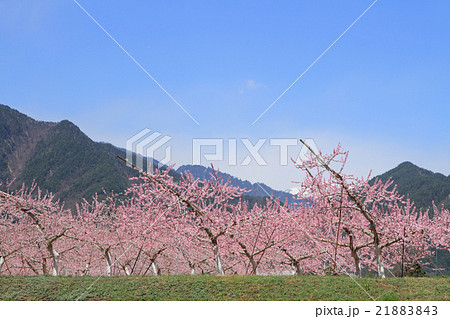 満開の桃の花 21883843