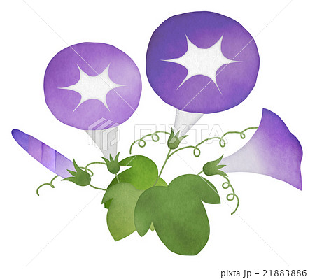 水彩画風 紫系朝顔 あさがお のイラスト素材 背景透過png 白背景 夏の花 和風のイラスト素材 2186