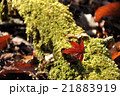 苔と紅葉 21883919
